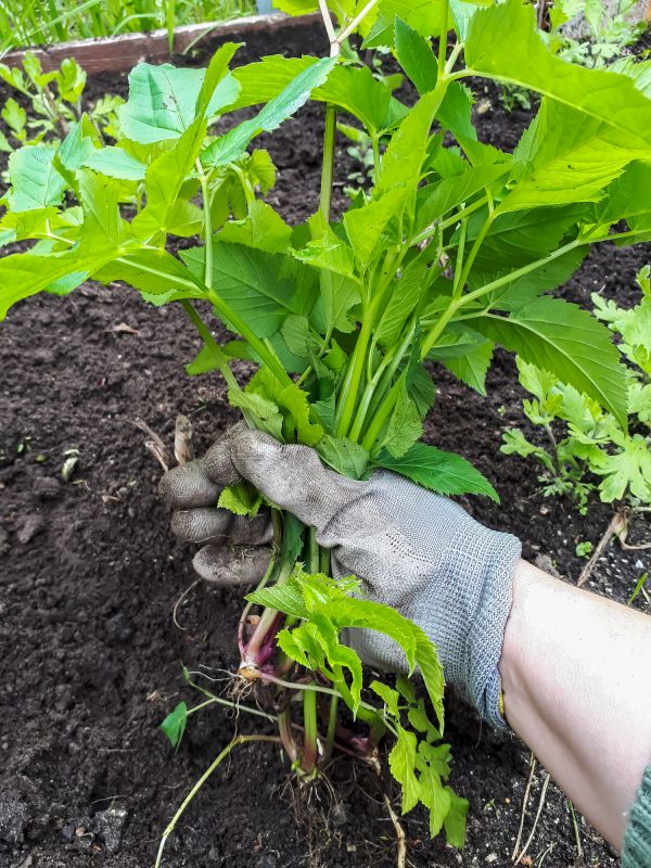 Invasive Plant Removal