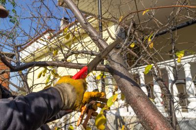 Birch Tree Pruning in Pottstown, PA