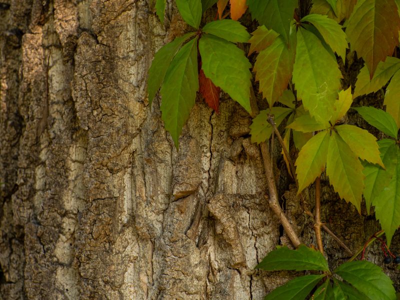 Cost of Invasive Plant Removal — Cost of Invasive Plant Removal