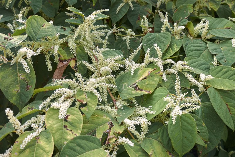 Cost of Invasive Plant Removal — Cost of Invasive Plant Removal