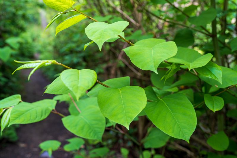 Cost of Invasive Plant Removal — Cost of Invasive Plant Removal
