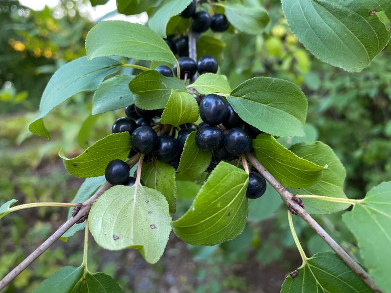 Cost of Invasive Plant Removal — Cost of Invasive Plant Removal