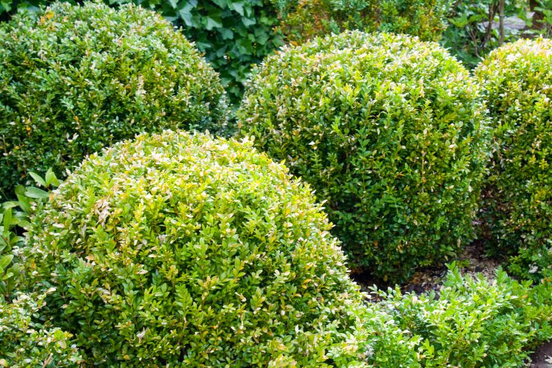 How To Tell When Your Shrubs Need Professional Care
