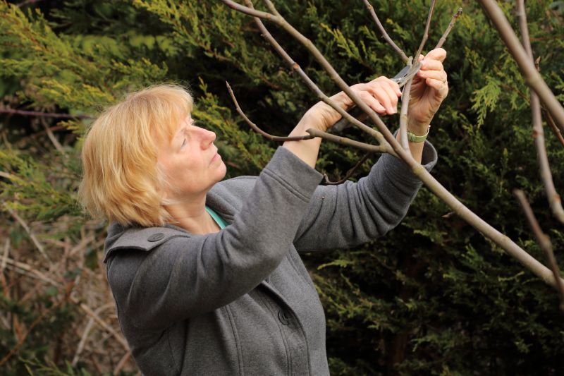 Magnolia Tree Pruning in Pottstown, PA