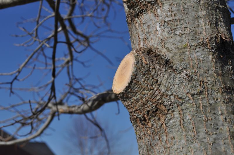 Tree Limbs Removal in Pottstown, PA