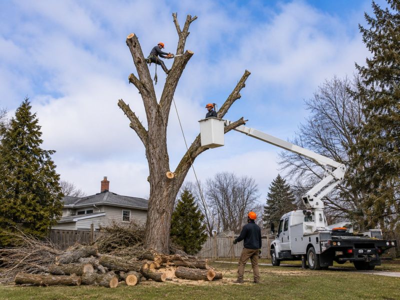 Tree Removal Service in Reno, NV